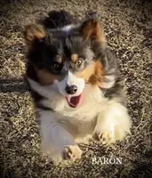 MARTY FLUFFY, a male Pembroke Welsh Corgi for sale in Chapman, KS – Photo 3 of 3