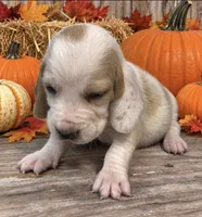 COCOA , a female Basset Hound for sale in Chapman, KS – 2 of 3