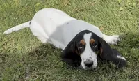 AGNES, a female Basset Hound for sale in Chapman, KS – 4 of 10