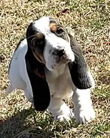 AGNES, a female Basset Hound for sale in Chapman, KS – Photo 1 of 10