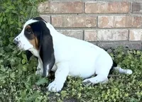 AGNES, a female Basset Hound for sale in Chapman, KS – 5 of 10
