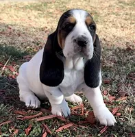 AGNES, a female Basset Hound for sale in Chapman, KS – Photo 7 of 10