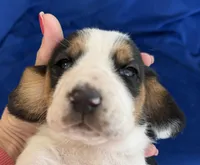 AGNES, a female Basset Hound for sale in Chapman, KS – Photo 10 of 10