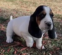 AGNES, a female Basset Hound for sale in Chapman, KS – Photo 6 of 10