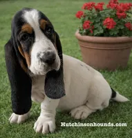 AGNES, a female Basset Hound for sale in Chapman, KS – Photo 2 of 10