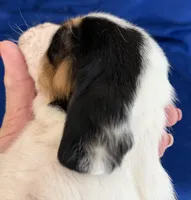 AGNES, a female Basset Hound for sale in Chapman, KS – Photo 8 of 10