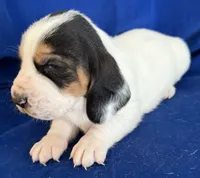 AGNES, a female Basset Hound for sale in Chapman, KS – Photo 9 of 10