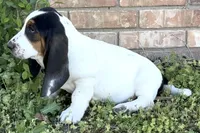 AGNES, a female Basset Hound for sale in Chapman, KS – 6 of 10