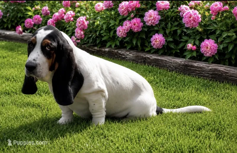 AGNES – Basset Hound puppy for sale in Chapman, KS