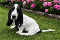 AGNES, a female Basset Hound for sale in Chapman, KS – 2 of 10