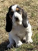 AGNES, a female Basset Hound for sale in Chapman, KS – Photo 3 of 10