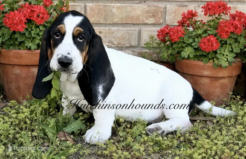 AGNES – Basset Hound puppy for sale in Chapman, KS