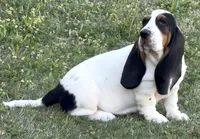 AGNES, a female Basset Hound for sale in Chapman, KS – 7 of 10