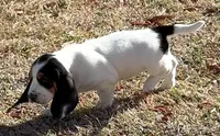 AGNES, a female Basset Hound for sale in Chapman, KS – Photo 5 of 10