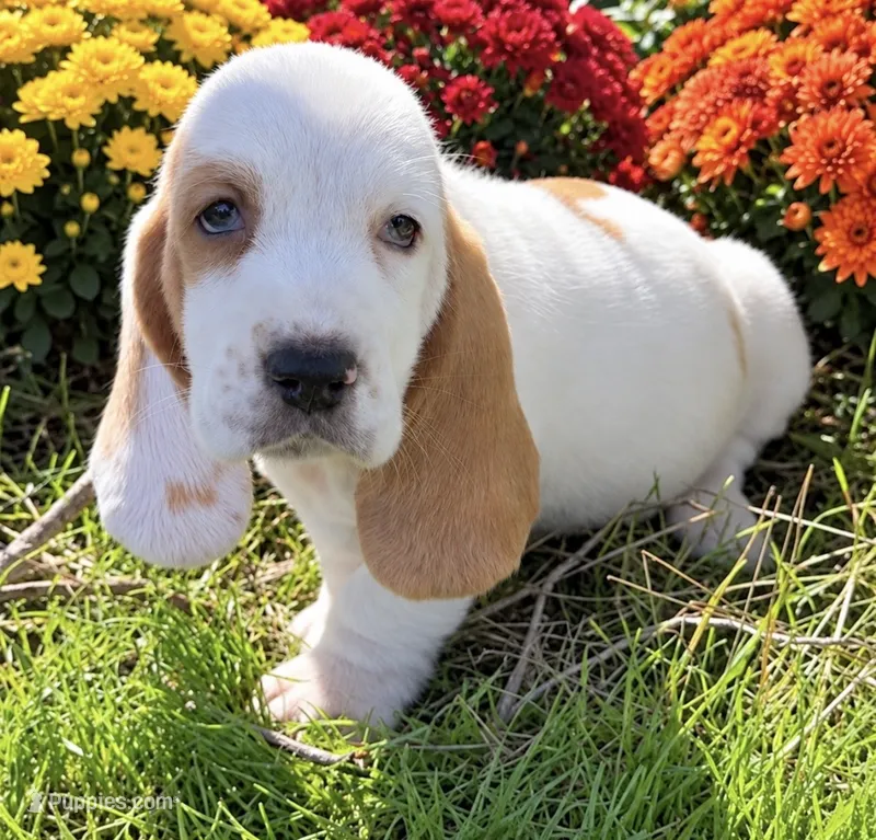 SNICKERS – Basset Hound puppy for sale in Chapman, KS