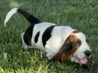BREEZEY, a male Basset Hound for sale in Chapman, KS – 5 of 5