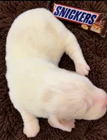SNICKERS, a male Basset Hound for sale in Chapman, KS – 4 of 4