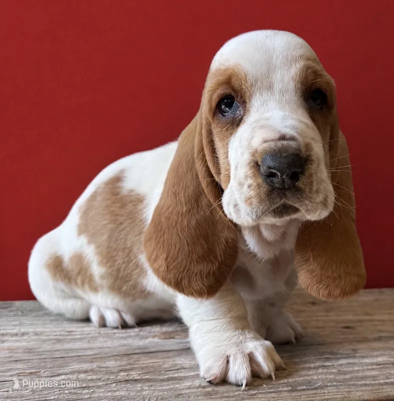 HUDSON – Basset Hound puppy for sale in Chapman, KS