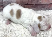 HARLOW, a female Basset Hound for sale in Chapman, KS – Photo 5 of 5