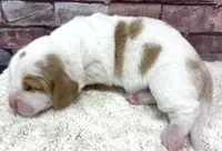 HARLOW, a female Basset Hound for sale in Chapman, KS – Photo 3 of 5