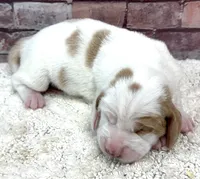 HARLOW, a female Basset Hound for sale in Chapman, KS – Photo 2 of 5