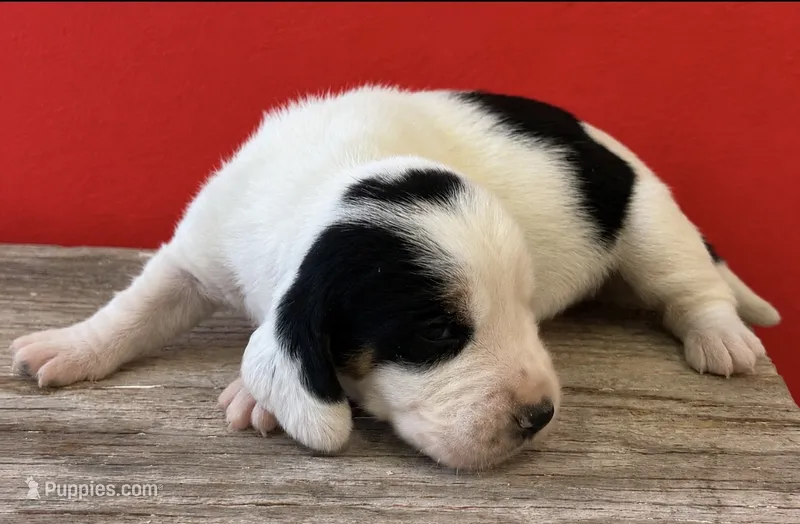 DELRAY – Basset Hound puppy for sale in Chapman, KS