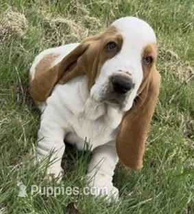 HUDSON – Basset Hound puppy for sale in Chapman, KS