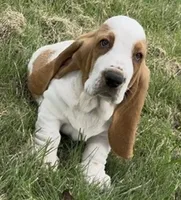HUDSON, a male Basset Hound for sale in Chapman, KS – 1 of 10