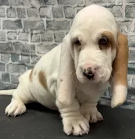 processed/e452a006-67d1-4f00-bcd4-80fe5a9e6fbc/listing/ea603b2d-cfe4-4834-9fb9-4b2f655ca7ed/67b40702-4b2d-4897-acb5-eb1803b680d3