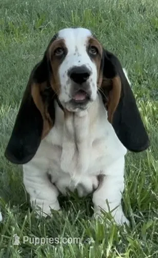 SUMMER – Basset Hound puppy for sale in Chapman, KS