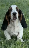 SUMMER, a female Basset Hound for sale in Chapman, KS – 1 of 6