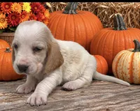 TWIX, a male Basset Hound for sale in Chapman, KS – 2 of 3