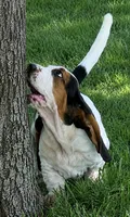 SUMMER, a female Basset Hound for sale in Chapman, KS – 6 of 6
