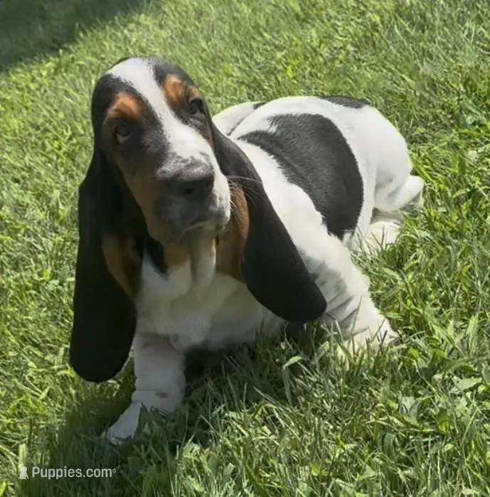 SALTY – Basset Hound puppy for sale in Chapman, KS