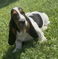SALTY, a male Basset Hound for sale in Chapman, KS – 1 of 6