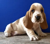 HARDY, a male Basset Hound for sale in Chapman, KS – 1 of 4