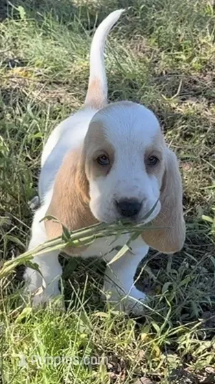 TWIX – Basset Hound puppy for sale in Chapman, KS