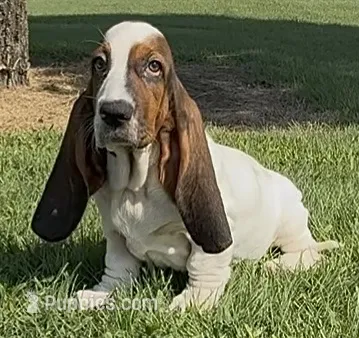 MALIBU – Basset Hound puppy for sale in Chapman, KS