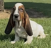 MALIBU, a female Basset Hound for sale in Chapman, KS – 1 of 5