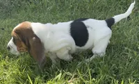 ROYCE, a female Basset Hound for sale in Chapman, KS – 3 of 4