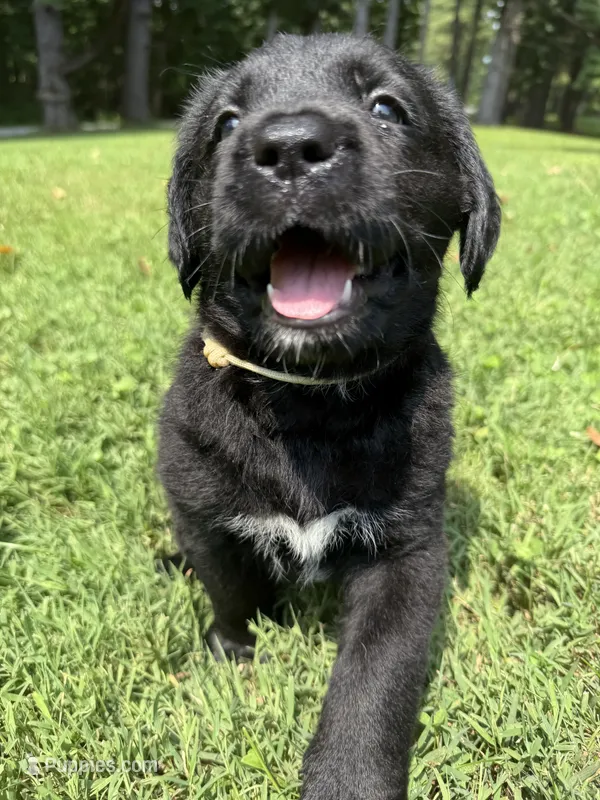 White girl – Bernese Mountain Dog, Labrador Retriever puppy for sale in West Terre Haute, IN