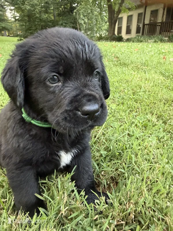 Green boy – Bernese Mountain Dog, Labrador Retriever puppy for sale in West Terre Haute, IN