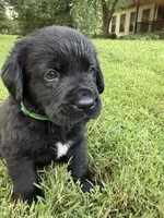 Green boy, a male Bernese Mountain Dog and Labrador Retriever for sale in West Terre Haute, IN – 1 of 3