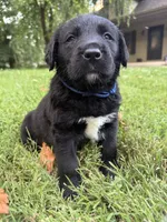 Blue boy, a male Bernese Mountain Dog and Labrador Retriever for sale in West Terre Haute, IN – 3 of 3