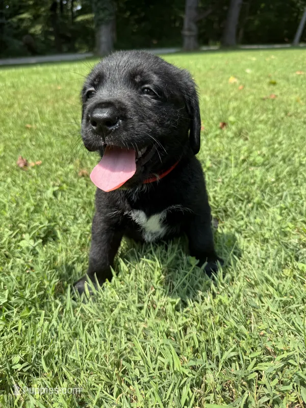 Red boy – Bernese Mountain Dog, Labrador Retriever puppy for sale in West Terre Haute, IN