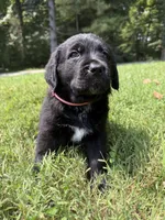 Pink Girl, a female Bernese Mountain Dog and Labrador Retriever for sale in West Terre Haute, IN – 2 of 6