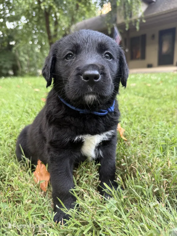 Blue boy – Bernese Mountain Dog, Labrador Retriever puppy for sale in West Terre Haute, IN
