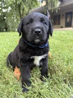 Blue boy, a male Bernese Mountain Dog and Labrador Retriever for sale in West Terre Haute, IN – 1 of 3