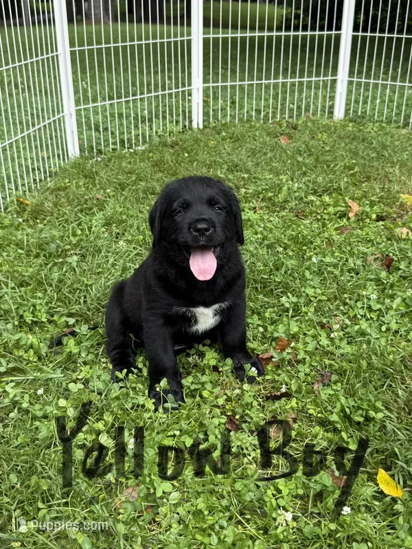 Yellow boy – Bernese Mountain Dog, Labrador Retriever puppy on hold in West Terre Haute, IN