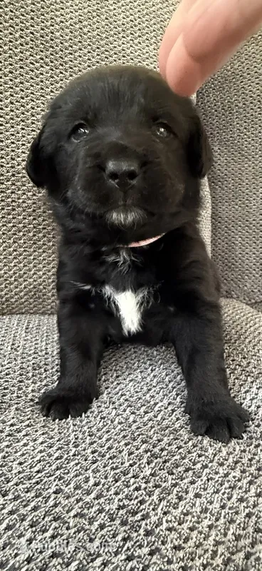 Pink Collar  – Bernese Mountain Dog, Labrador Retriever puppy for sale in West Terre Haute, IN